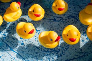 Enten im Wasser